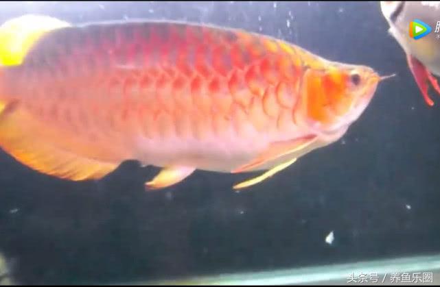 群游观赏鱼很帅,老缸养红龙注意事项