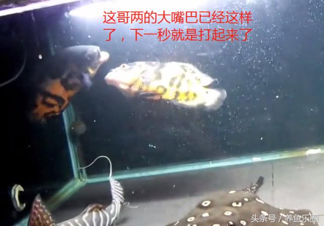 群游观赏鱼很帅,老缸养红龙注意事项