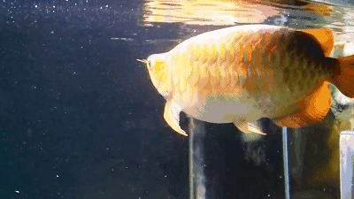 群游观赏鱼很帅,老缸养红龙注意事项