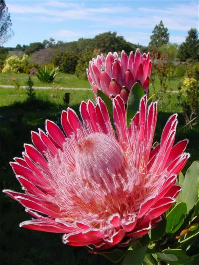帝王花种植方法视频,帝王花的种植方法和注意事项