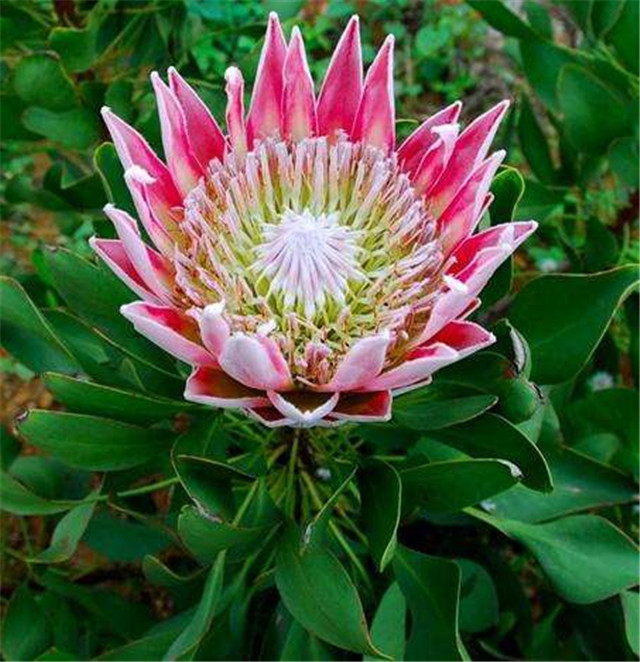 帝王花种植方法视频,帝王花的种植方法和注意事项