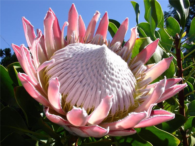 帝王花种植方法视频,帝王花的种植方法和注意事项