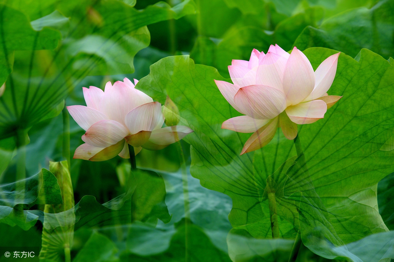 流水碧山长入句，余生仍做读书人：李冠群—纷扰红尘，携一缕墨香