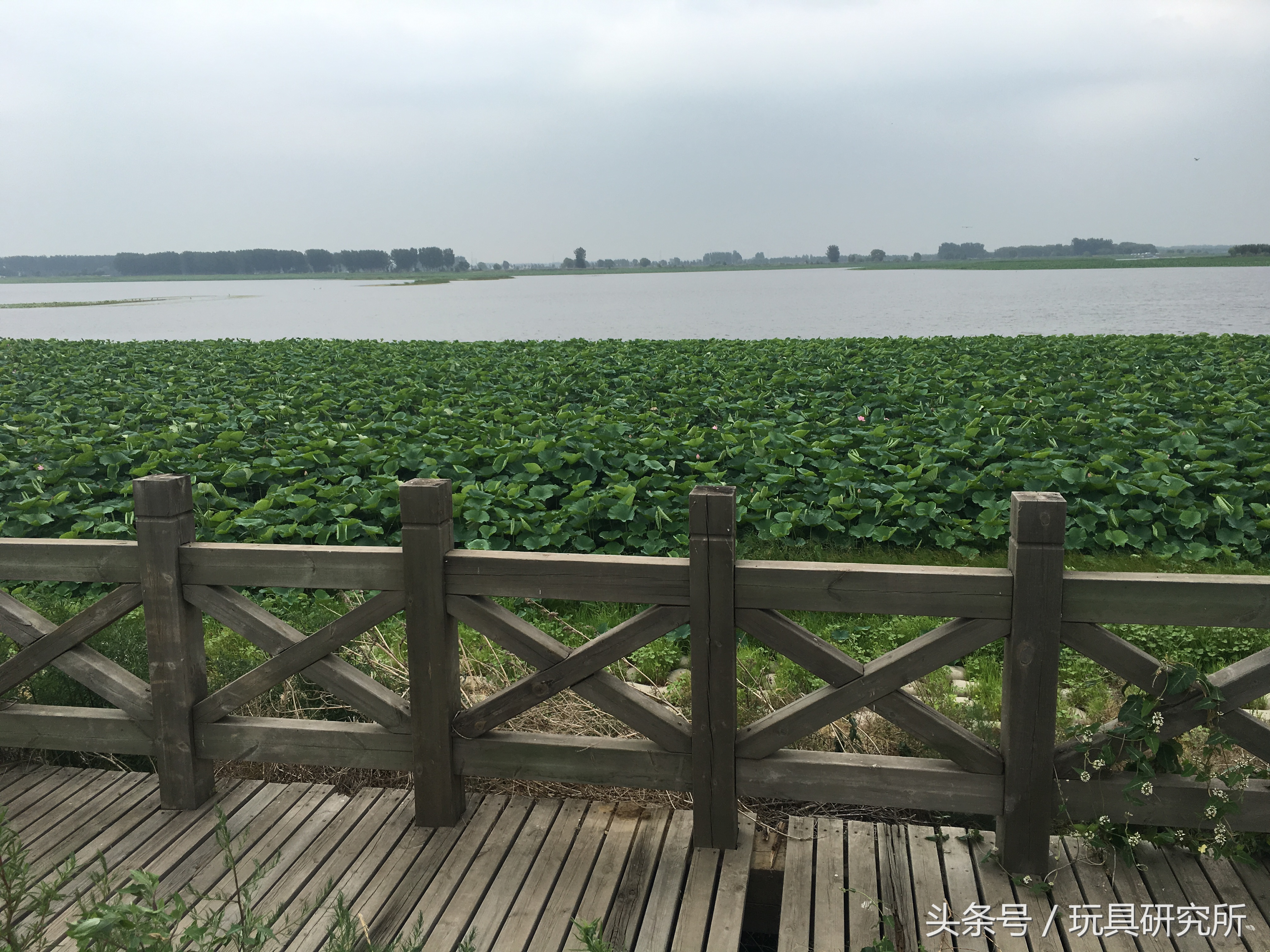 辽中珍珠湖看荷花带着孩子去哪儿玩珍珠湖环湖游沈阳周边游