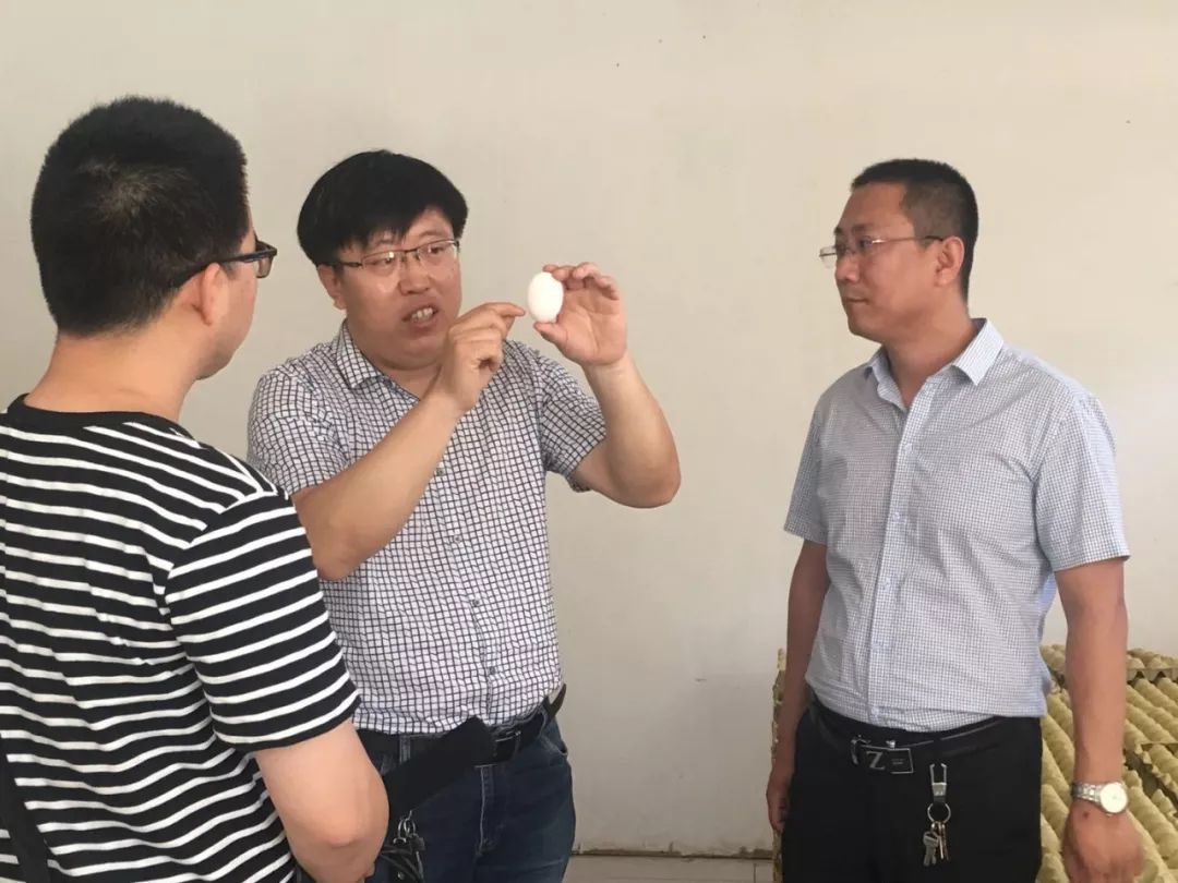 创新创业人才兴沧｜“70后”大学生回乡当“鸡倌”王凤坡带领乡亲一起致富的故事