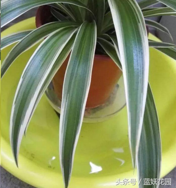 养花小黑飞怎么消灭最彻底,阳台种花怎么防止小黑飞