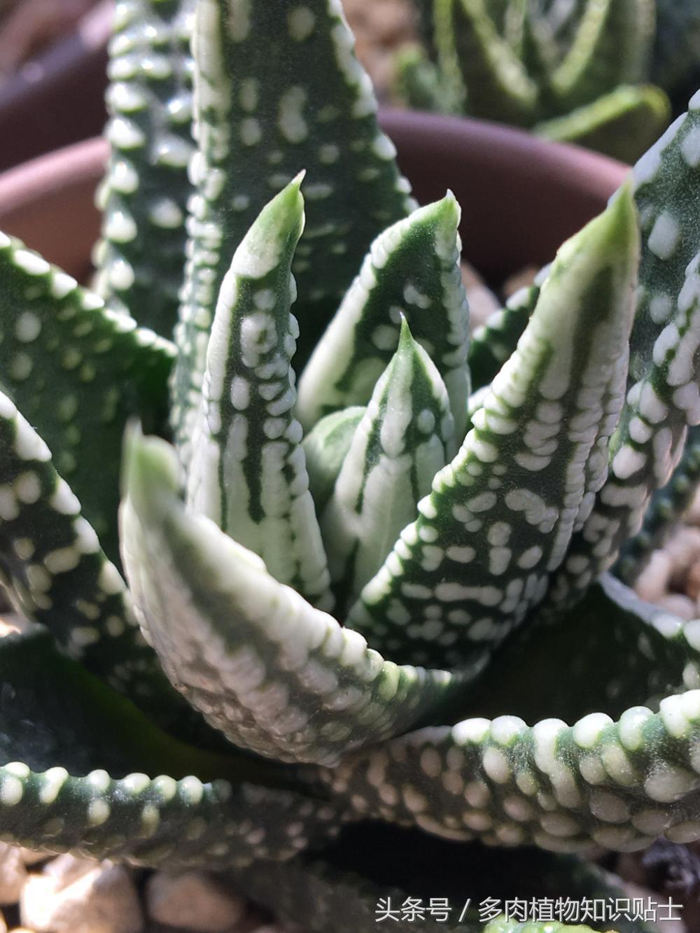 大神的硬叶十二卷阳台,为它们写日记