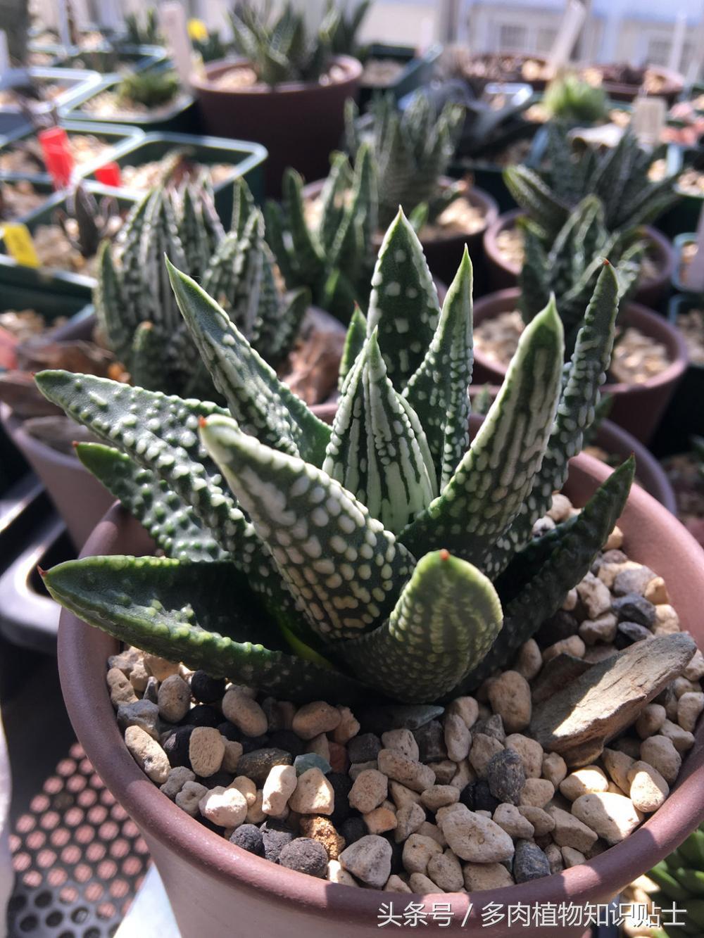 大神的硬叶十二卷阳台,为它们写日记