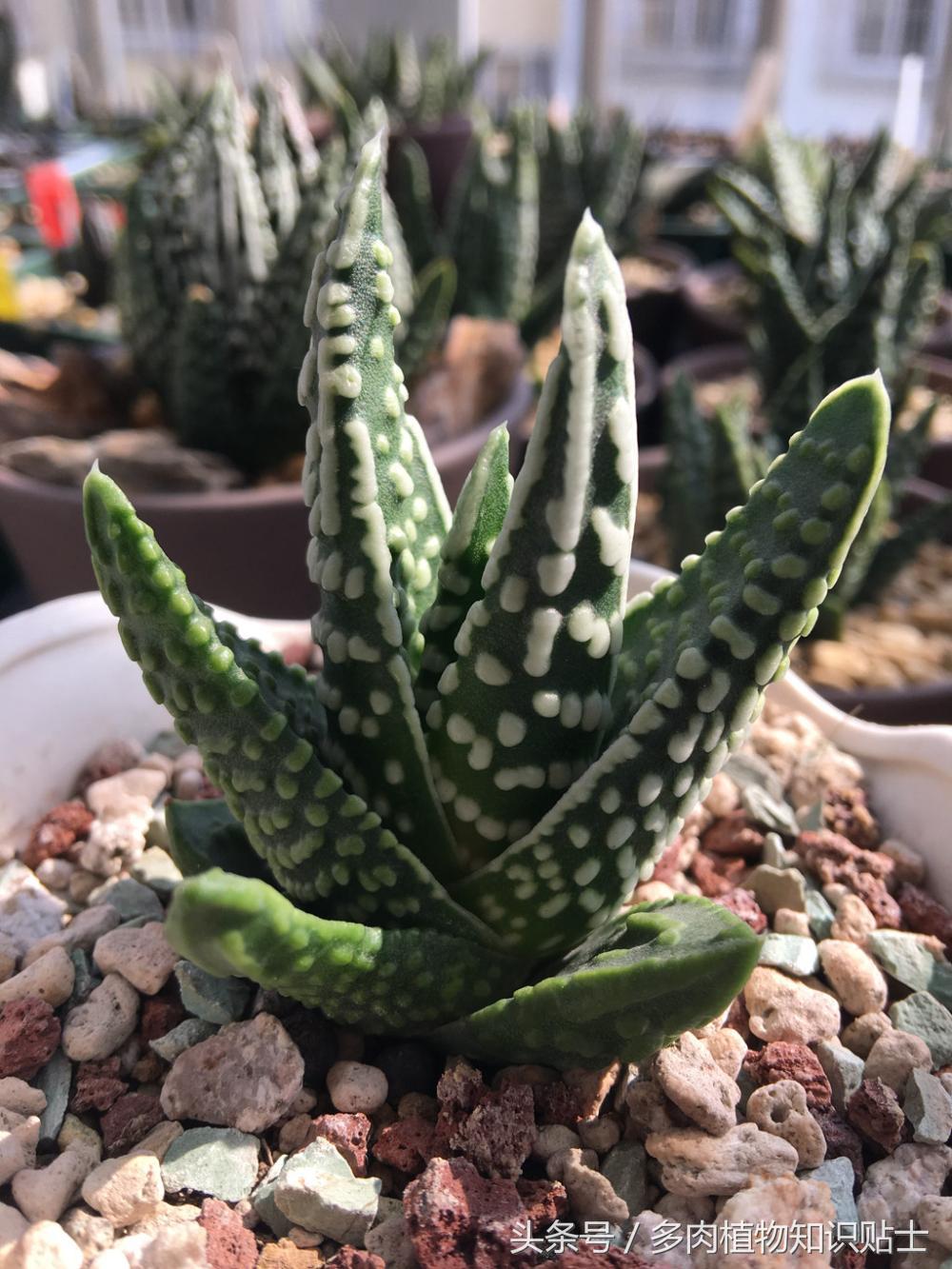 大神的硬叶十二卷阳台,为它们写日记