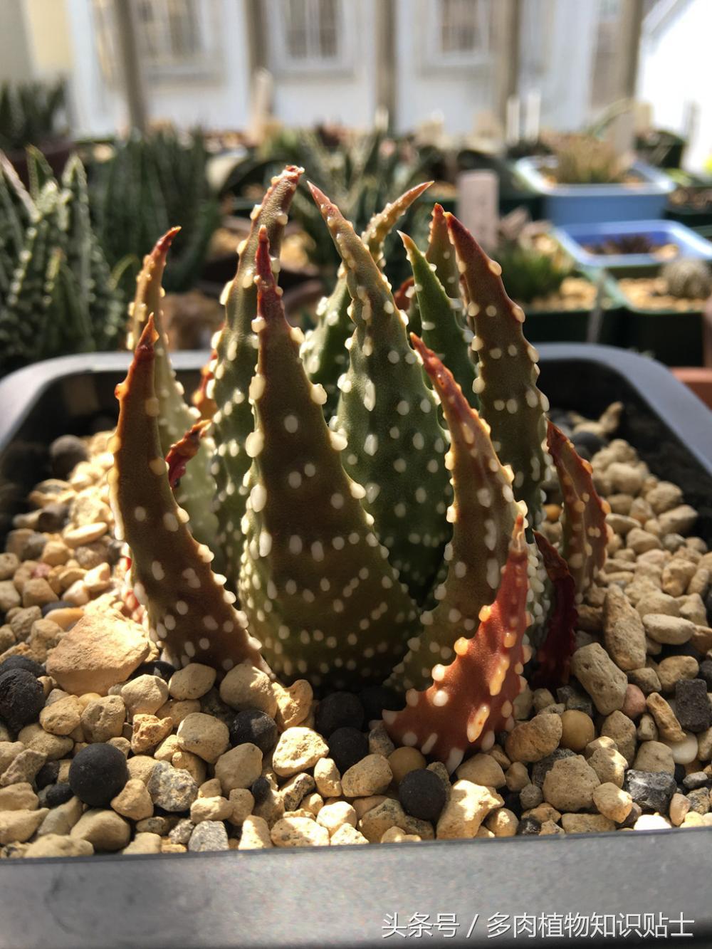 大神的硬叶十二卷阳台,为它们写日记