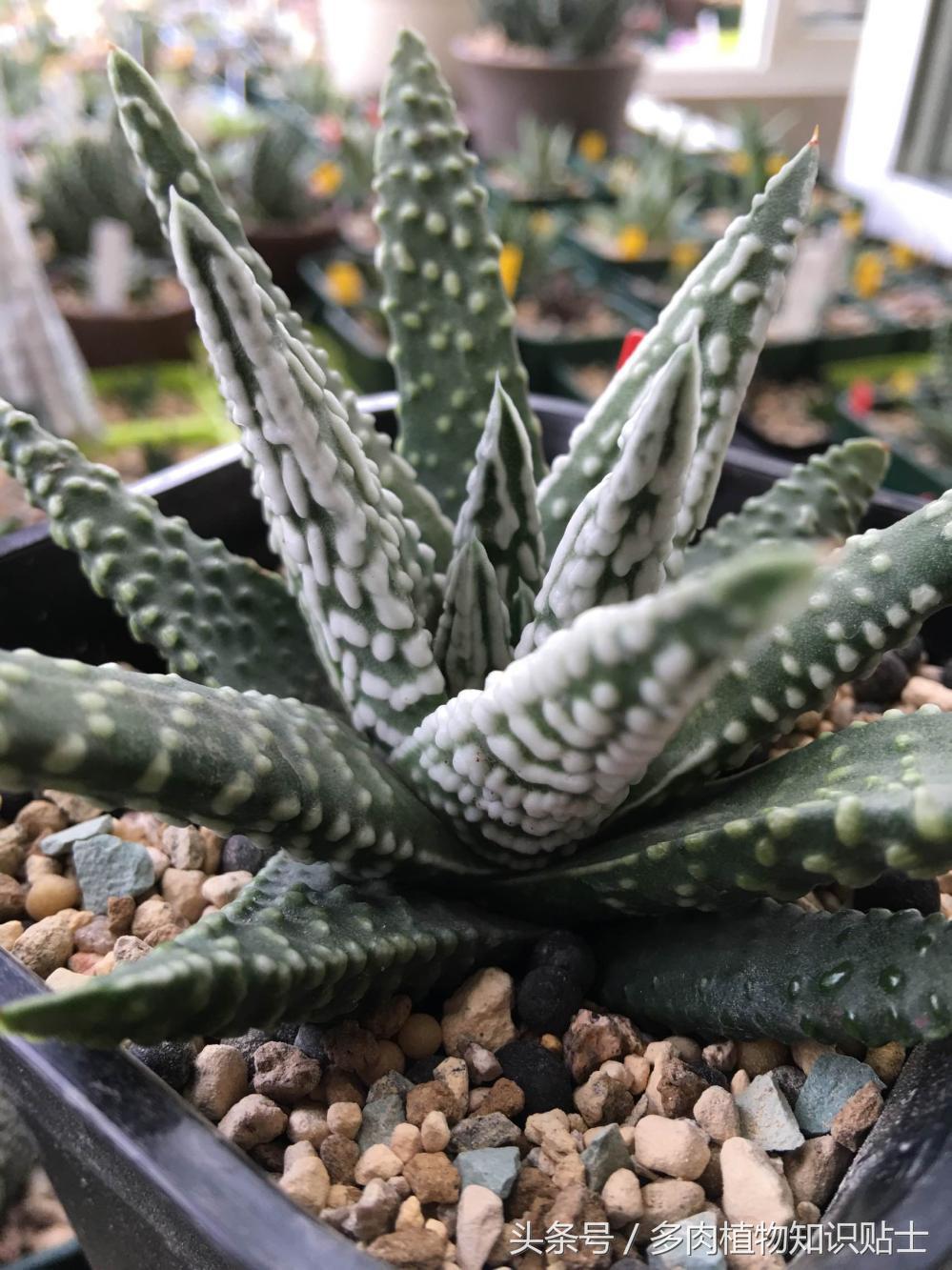 大神的硬叶十二卷阳台,为它们写日记