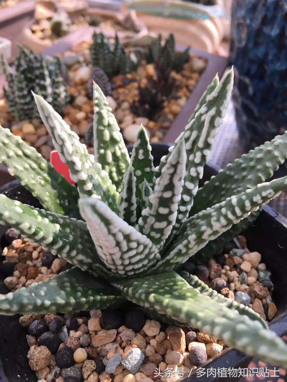 大神的硬叶十二卷阳台,为它们写日记