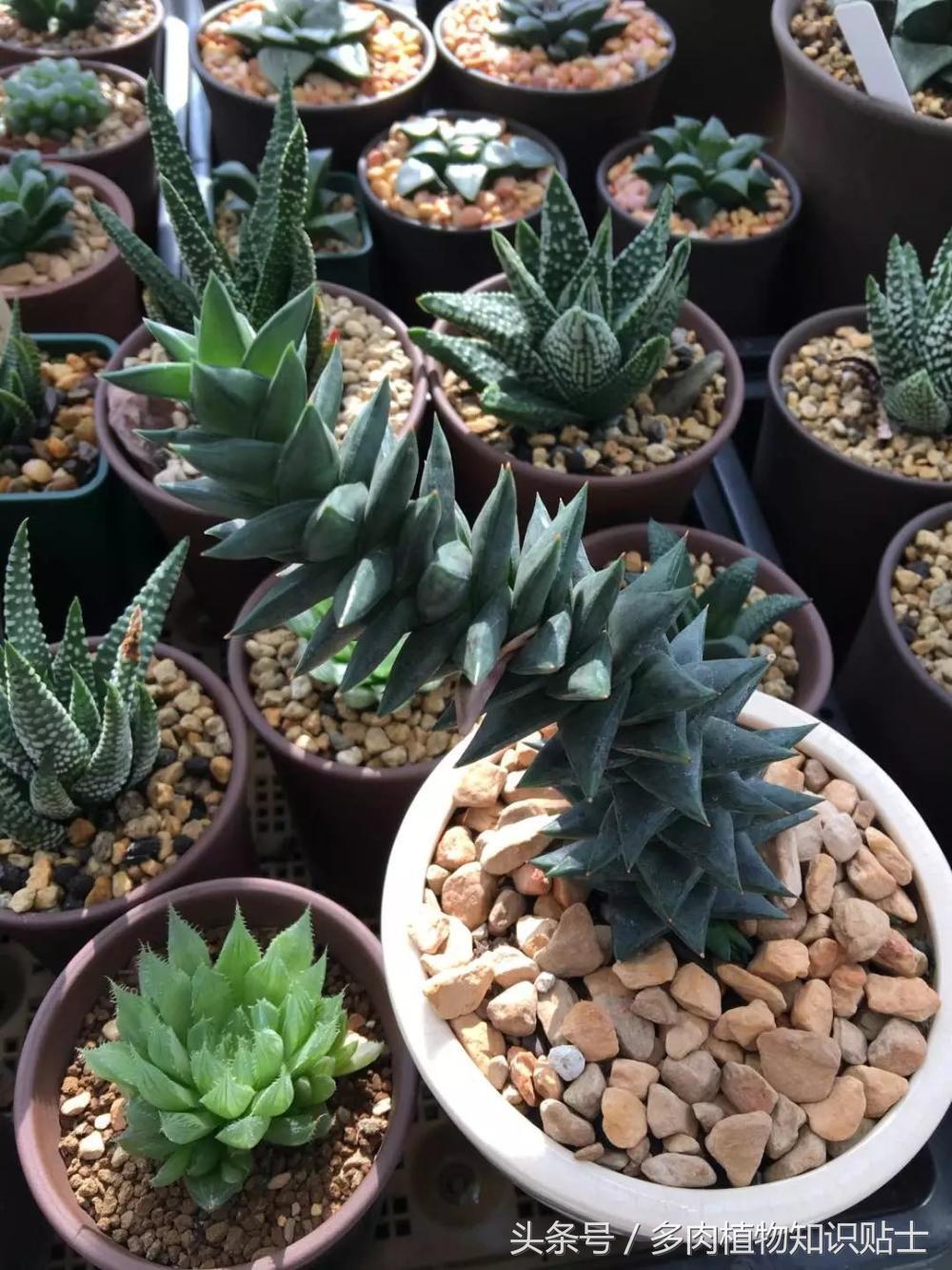 大神的硬叶十二卷阳台,为它们写日记