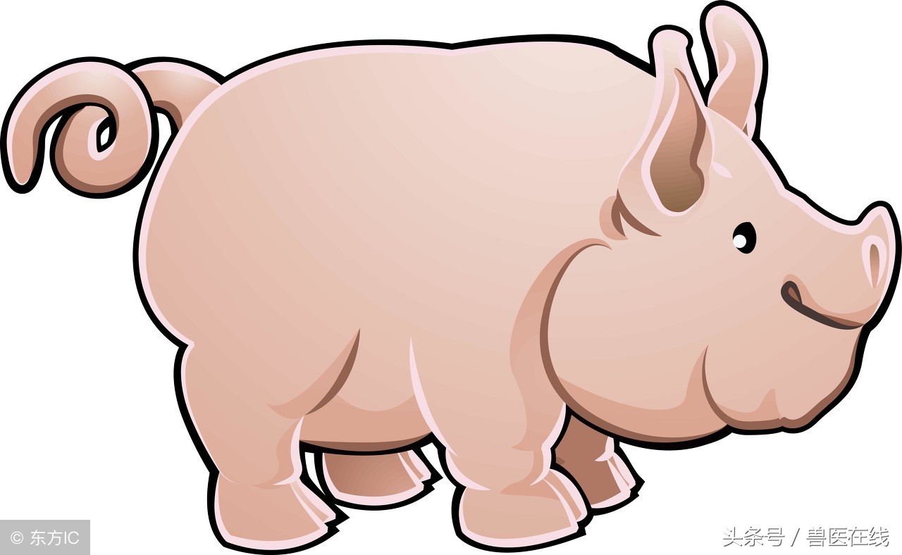 母猪断奶后不吃食两天死亡,母猪断奶后不发猪情原因