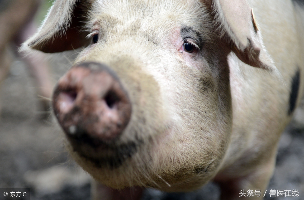 母猪断奶后不吃食两天死亡,母猪断奶后不发猪情原因