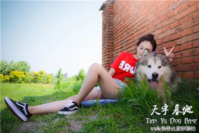 她和它的故事—灰色阿拉种公「宇文逸」