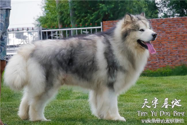 她和它的故事—灰色阿拉种公「宇文逸」