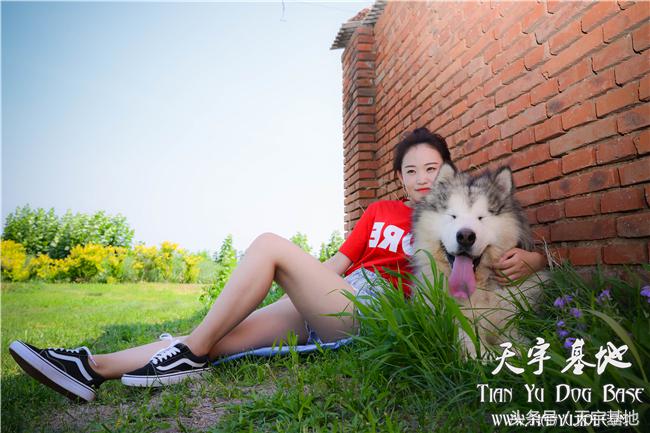 她和它的故事—灰色阿拉种公「宇文逸」