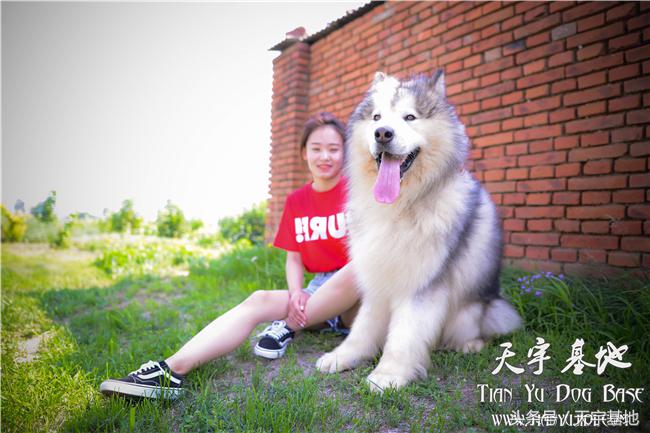 她和它的故事—灰色阿拉种公「宇文逸」