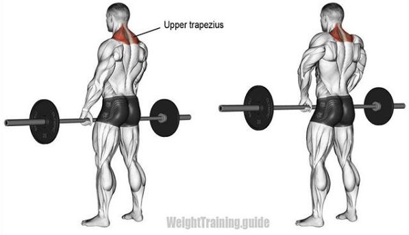 综合健身锻炼肌肉的正确方法,基础健身肌肉训练方法