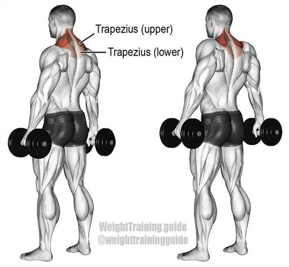 综合健身锻炼肌肉的正确方法,基础健身肌肉训练方法