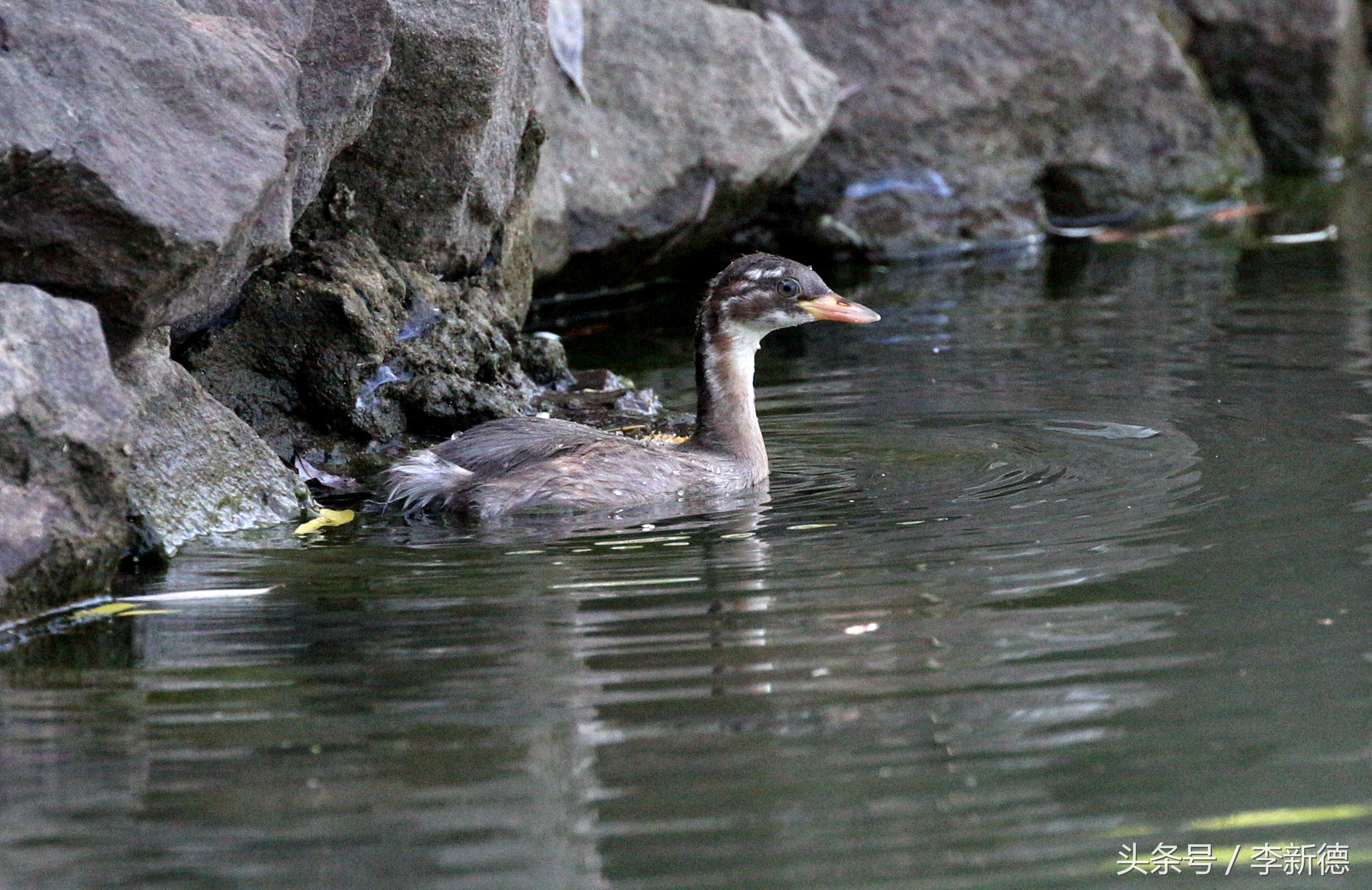 佳能5d3配24105镜头拍人像,佳能5d3501.8镜头拍合照