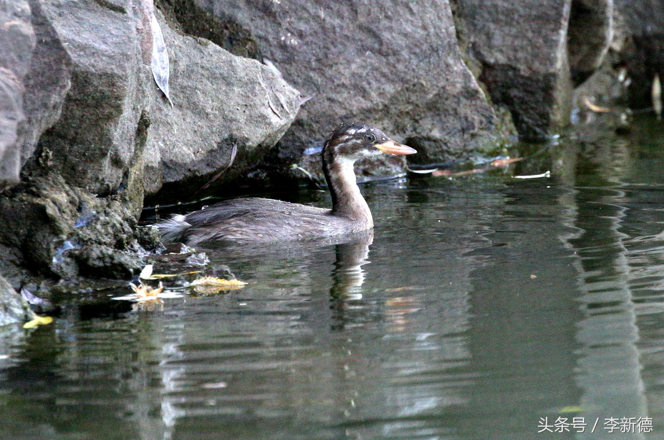 佳能5d3配24105镜头拍人像,佳能5d3501.8镜头拍合照