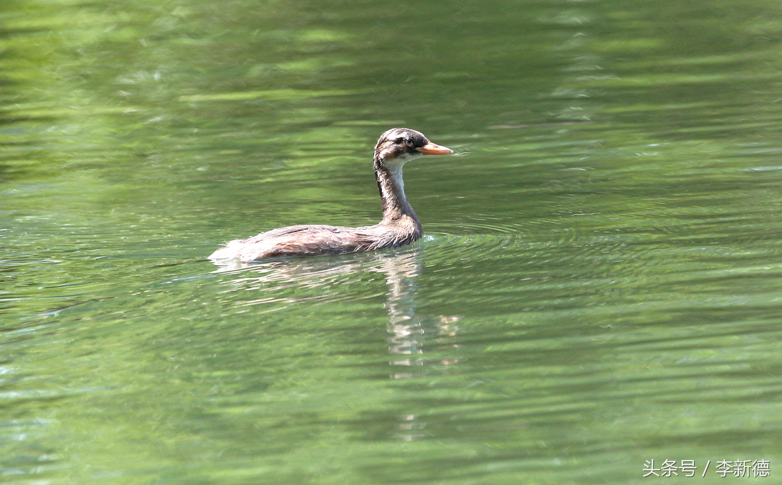 佳能5d3配24105镜头拍人像,佳能5d3501.8镜头拍合照