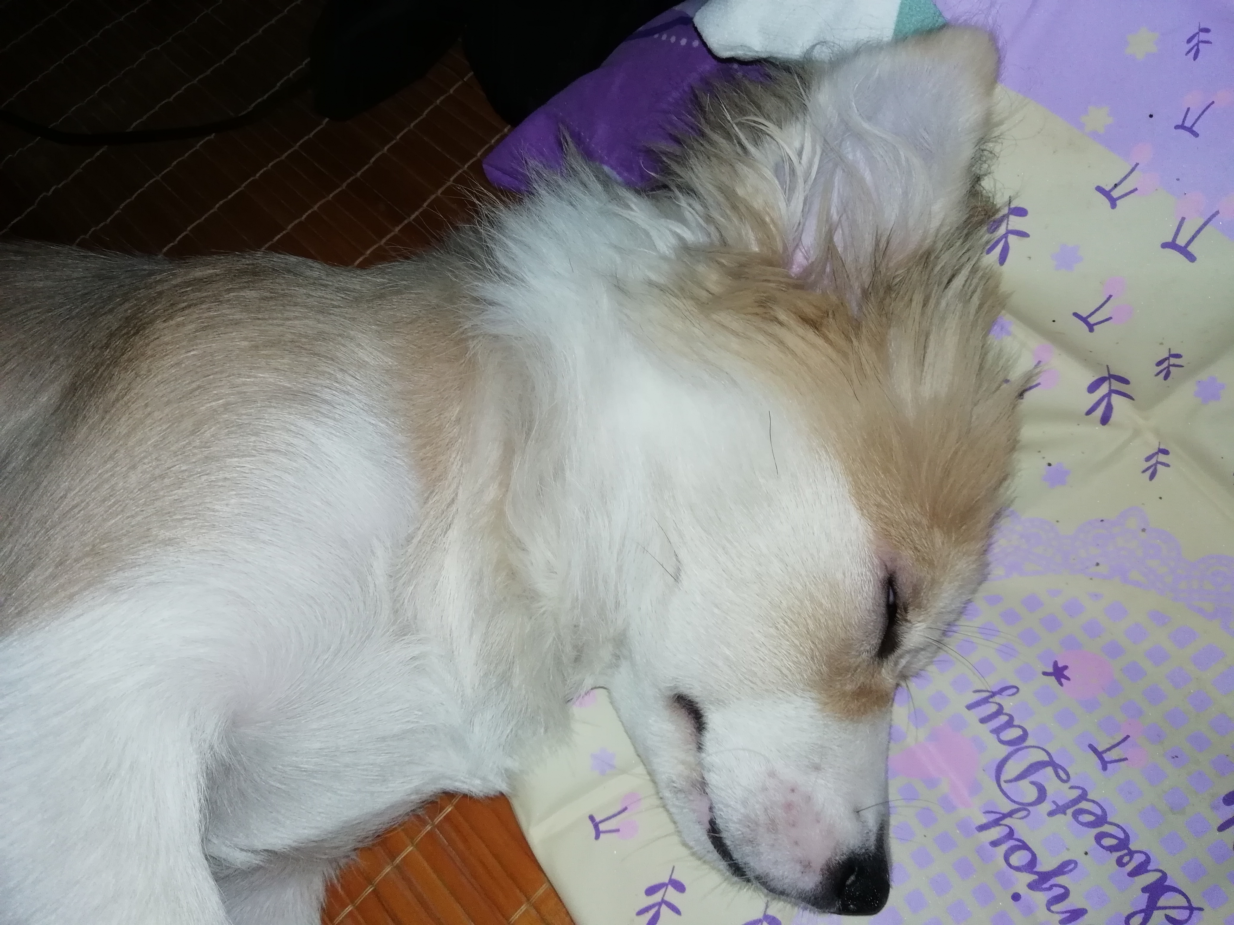 生化实验里面的动物,生化注射器注入动物的身体里