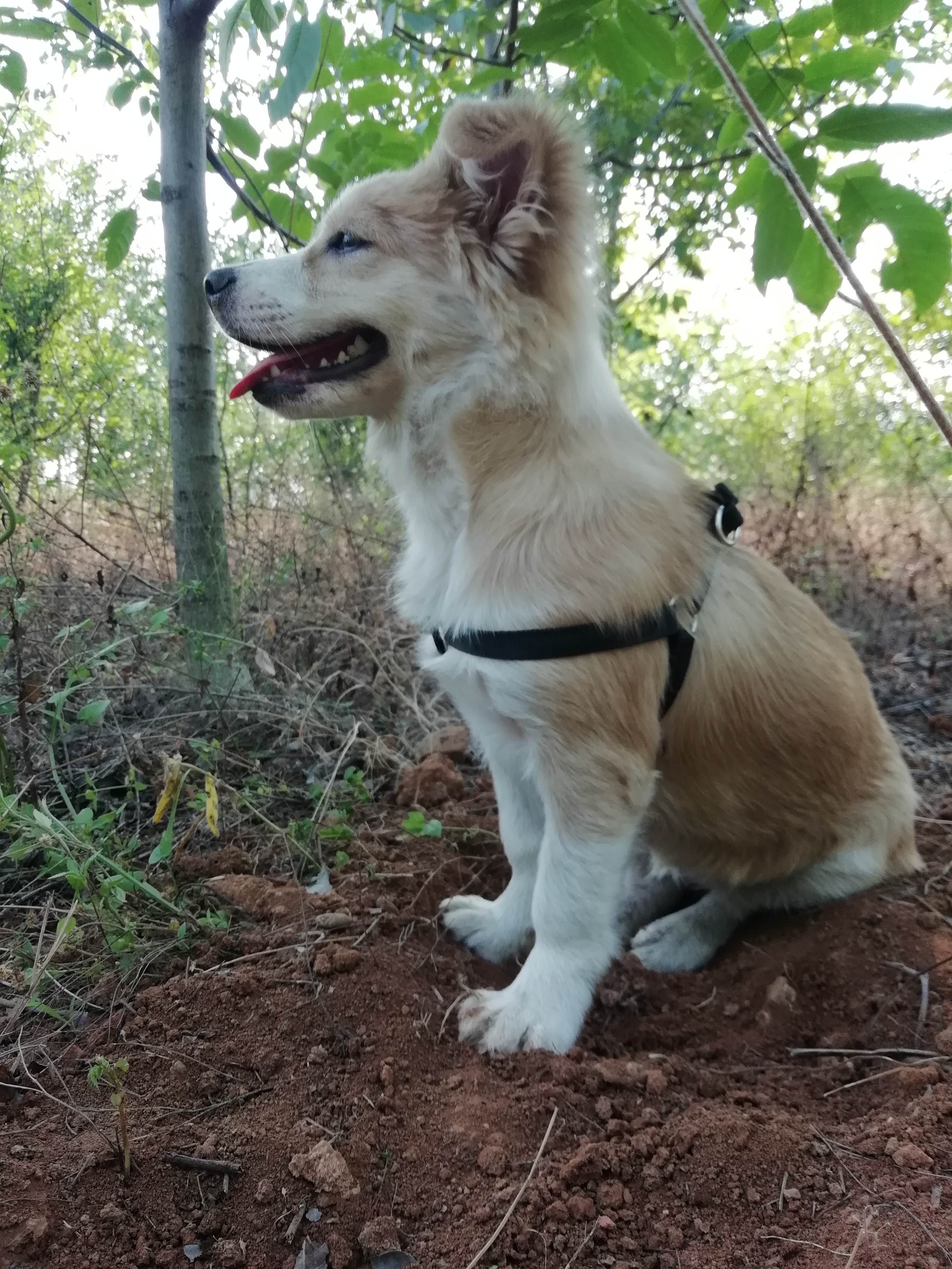 生化实验里面的动物,生化注射器注入动物的身体里