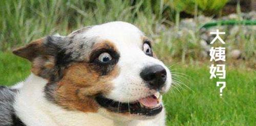 生化实验里面的动物,生化注射器注入动物的身体里