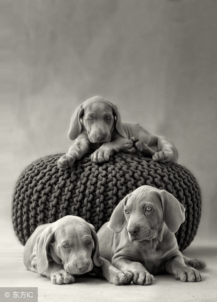 犯太岁生肖下半年运势,什么生肖命格的人天生运势比较弱