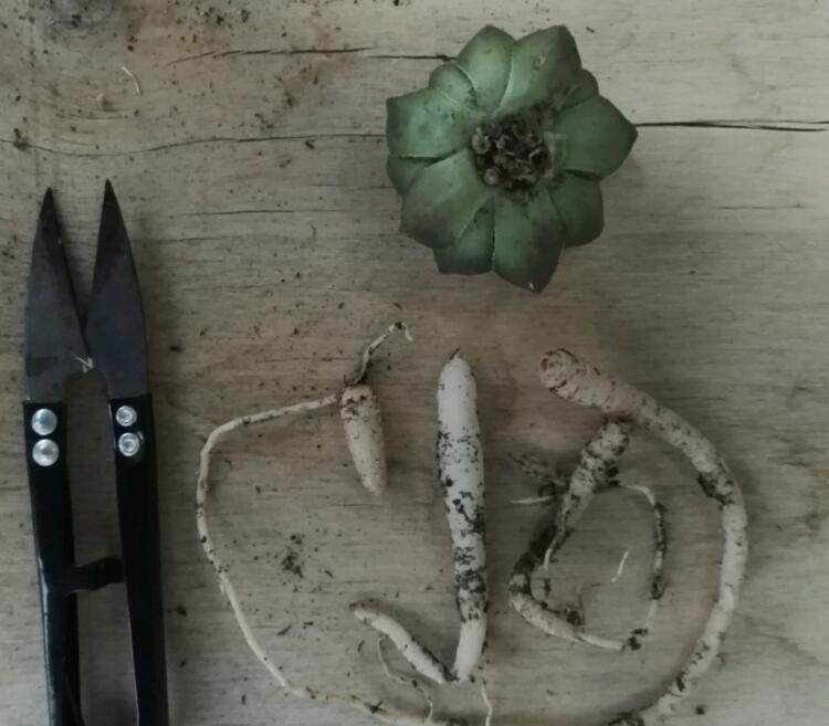 玉露要死的征兆,玉露各种状态原因及解决办法