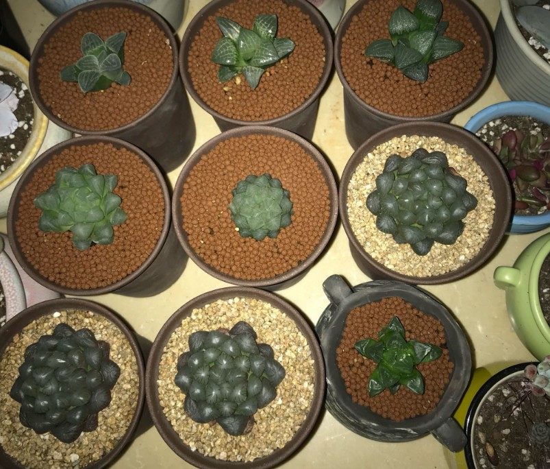 玉露要死的征兆,玉露各种状态原因及解决办法