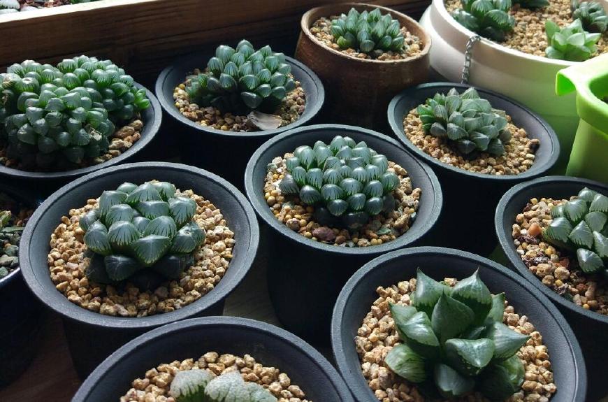 玉露要死的征兆,玉露各种状态原因及解决办法