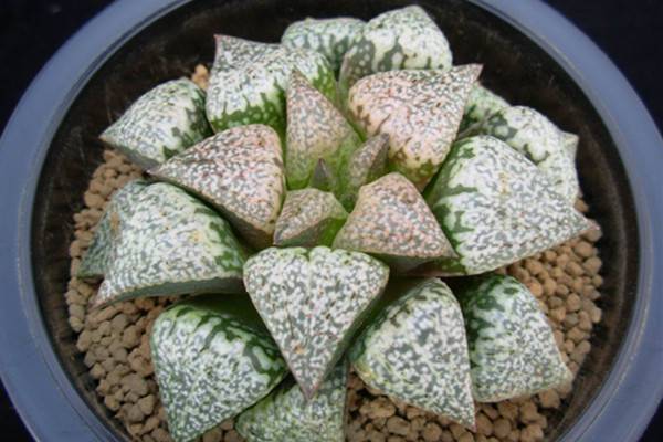 白银寿多肉的养殖方法,白银寿徒长叶子可以掰吗