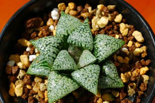 白银寿多肉的养殖方法,白银寿徒长叶子可以掰吗