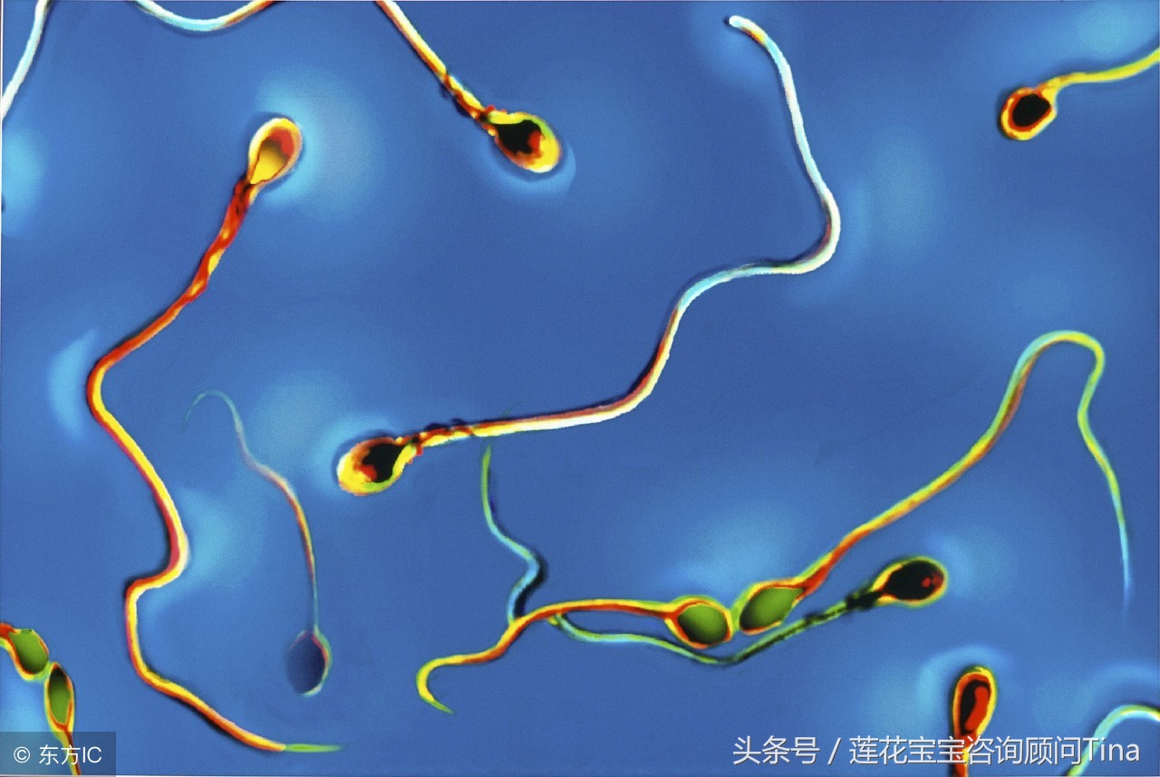 抗精子抗体影响卵泡质量吗,抗精子抗体对男性的影响