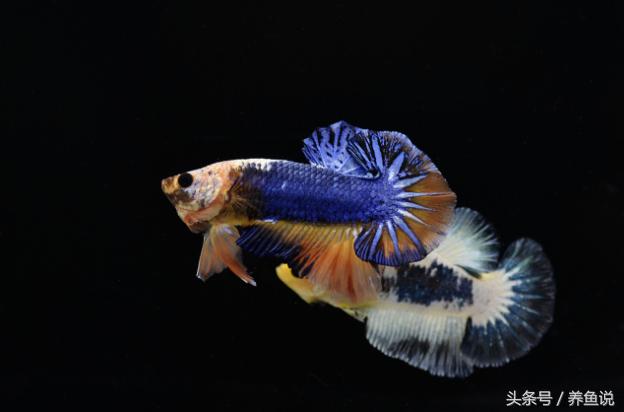 如何养殖泰国斗鱼视频教程,泰国斗鱼如何养才能长得好