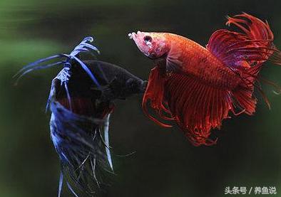 如何养殖泰国斗鱼视频教程,泰国斗鱼如何养才能长得好