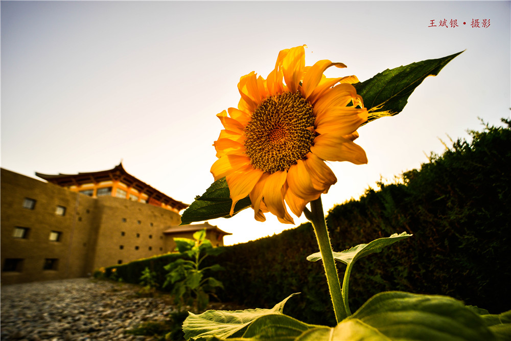 敦煌山庄属于什么档次,敦煌山庄庭院景观