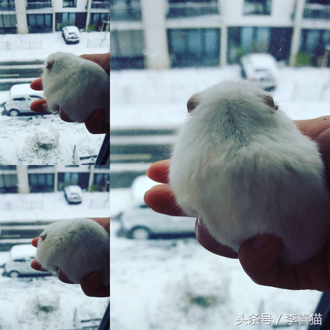 为什么猫咪和小仓鼠会成为好朋友,可爱的小仓鼠和猫能成好朋友吗