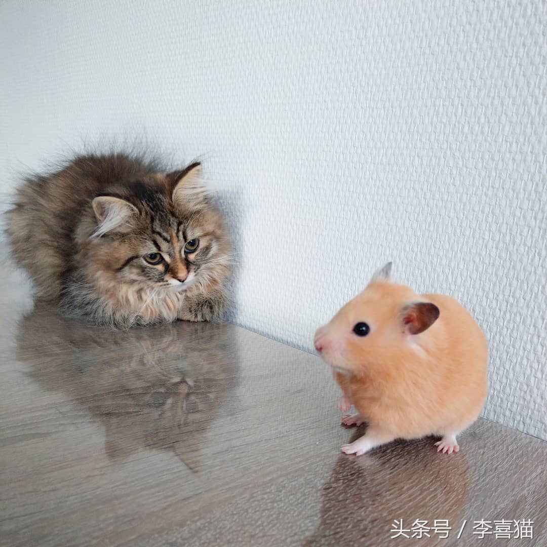 为什么猫咪和小仓鼠会成为好朋友,可爱的小仓鼠和猫能成好朋友吗