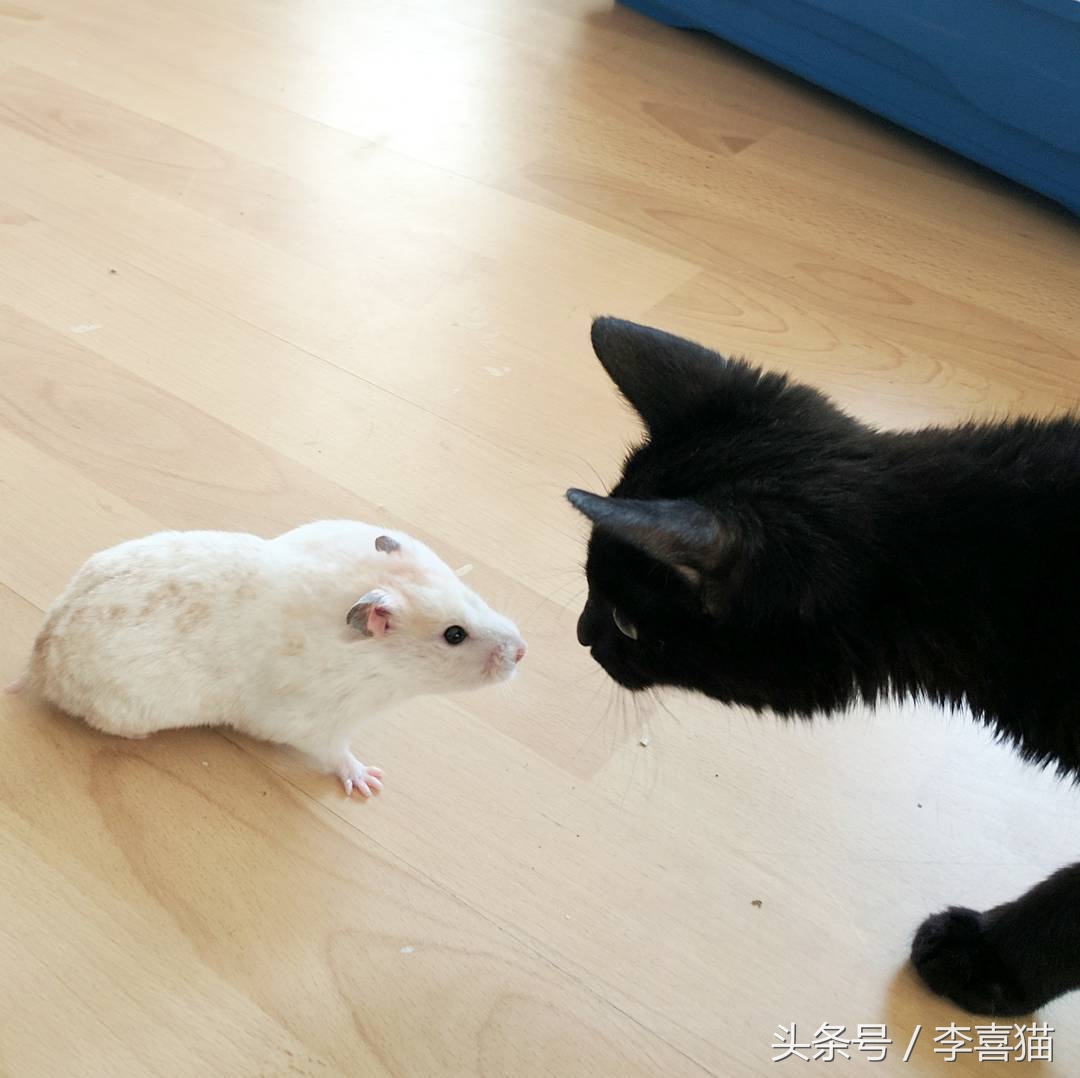 为什么猫咪和小仓鼠会成为好朋友,可爱的小仓鼠和猫能成好朋友吗