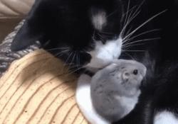 为什么猫咪和小仓鼠会成为好朋友,可爱的小仓鼠和猫能成好朋友吗