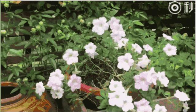 39岁，她不安分得很漂亮天台折腾两年，随后发出的照片，惊艳了所有人