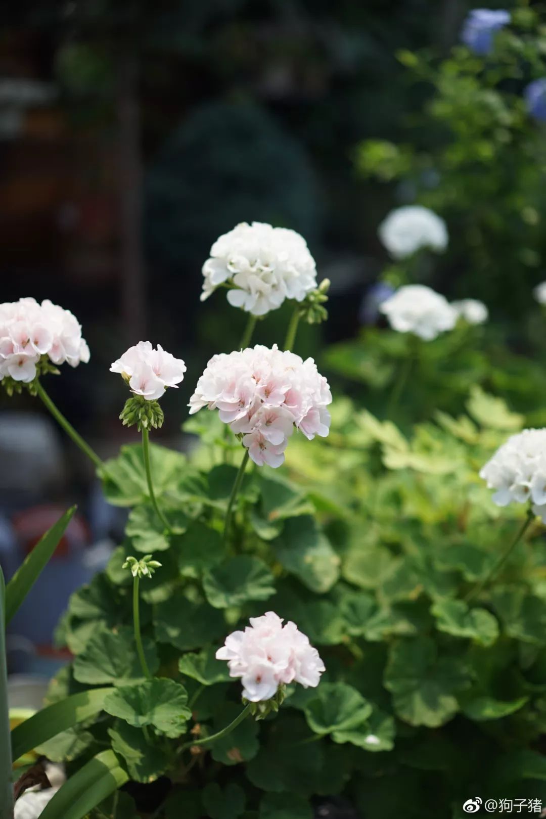39岁，她不安分得很漂亮天台折腾两年，随后发出的照片，惊艳了所有人