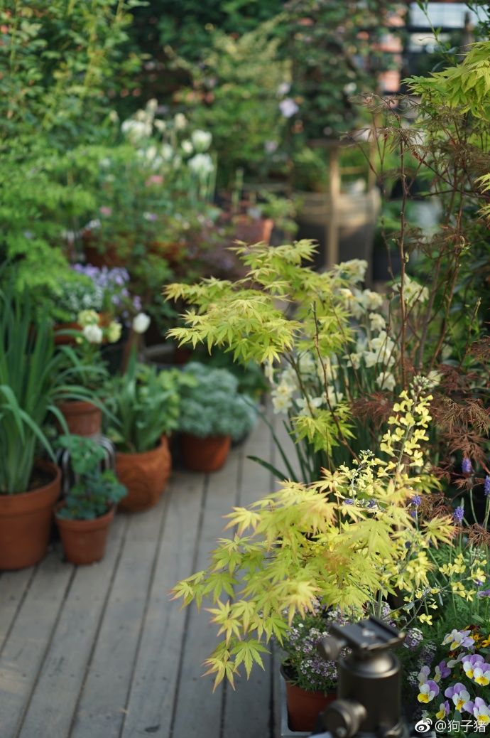 39岁，她不安分得很漂亮天台折腾两年，随后发出的照片，惊艳了所有人