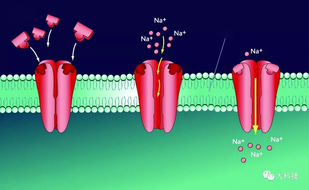 生物电真的吗,生物电从哪里来