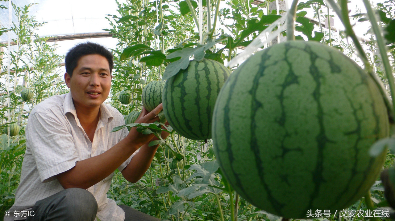 最新西瓜产区收购价格,今日山东西瓜收购价格